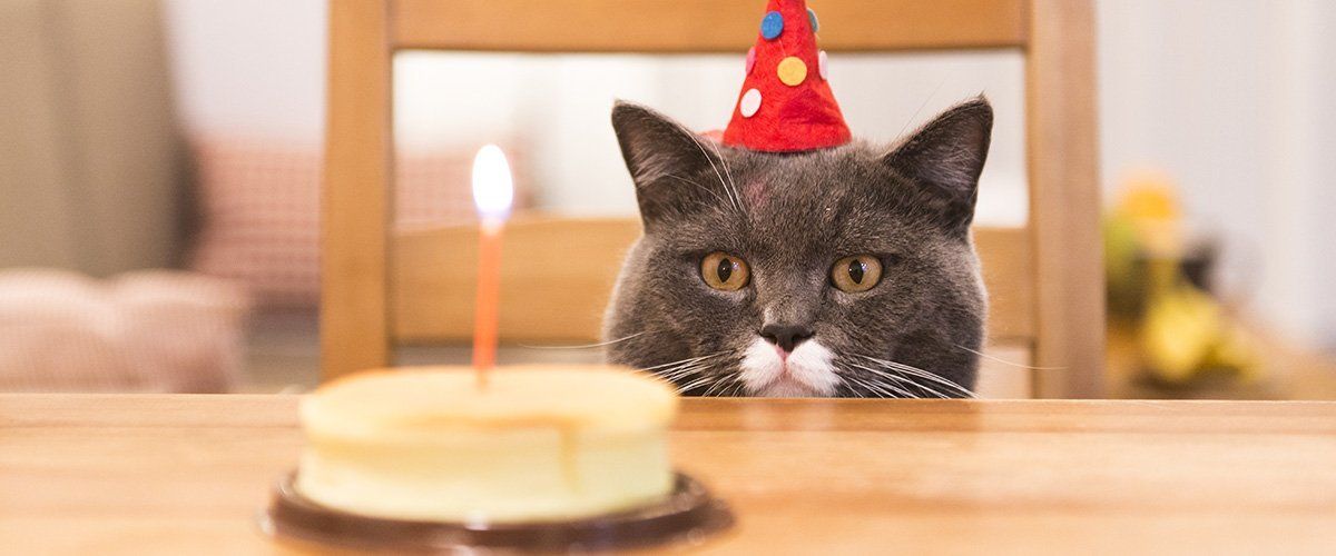 Birthday gifts for Cats