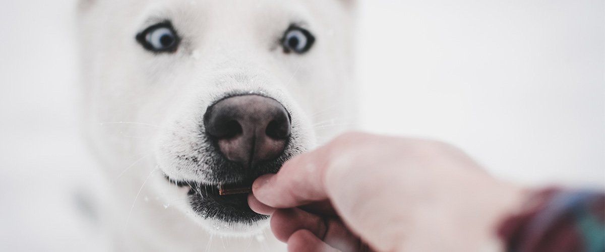 Treats for Dogs